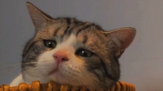 "Even little kitties have worries; they just don't have a social media feed."