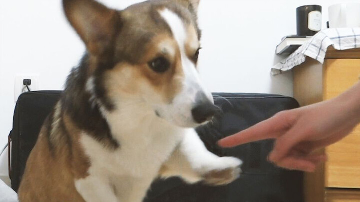 【Animal Circle】Corgis are super intelligent. Owner is shocked.