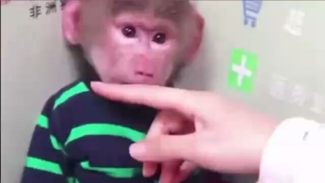 baby monkey baboon playing with it's lovely friend baby monkey having a good tim