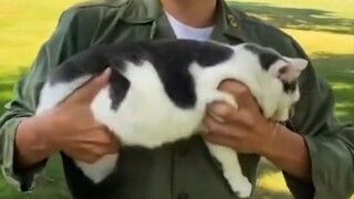 New soldier, take your cat gun!