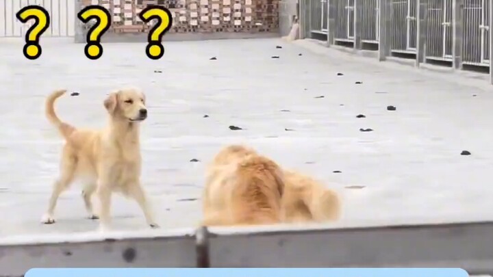 Con chó đáng thương ắt hẳn có điểm đáng ghét.