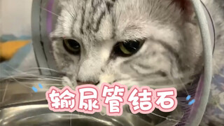 Vomiting can be caused by many factors, highlighting the importance of differential diagnosis.