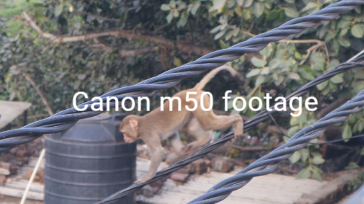 Canon M50 Kit lens 15-45mm Sample Video Footage