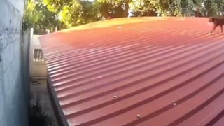 แมวตัวนี้ต้องมี200iq