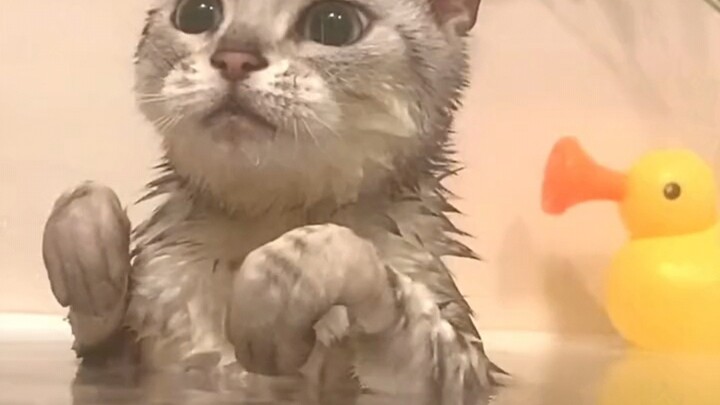 Anjing di rumahku aja nggak sepatuh ini pas dimandikan!