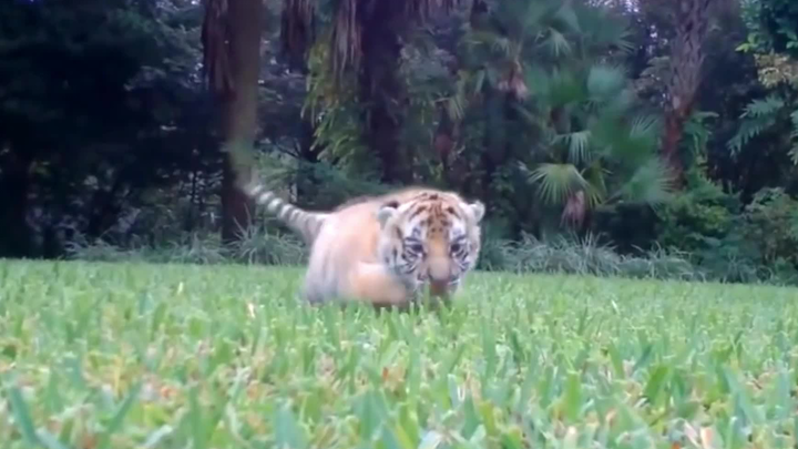 รวมคลิปน้องเสือตัวจิ๋วสุดน่ารัก ช่วยเยียวยาอารมณ์เศร้า
