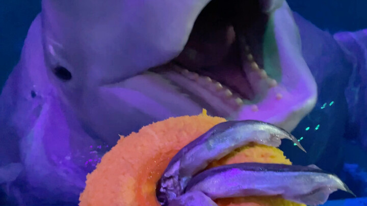 Xiao Hei is so smart!