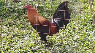 Sagittarius 67 stag