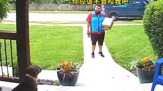 Delivery guy encounters a fierce dog while making a delivery—stuck in place, unable to move, and end