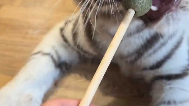 Thanks for the invitation, but it tastes terrible.