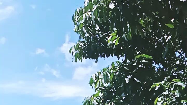 Dancing Leaves🥰