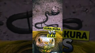 Kura-Kura Barbar VS Ular 😱‼️ #shorts