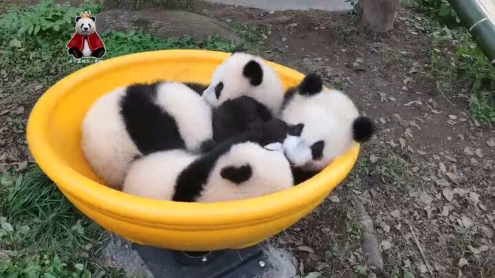 【Si Xi Wanzi】Mengejutkan!!! Si Xi Tangyuan malah lompat keluar dari panci sendiri!! Astaga!! Cepat b