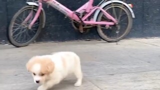 طارد كلب شرس الفتاة. لو ركضت أكثر، لتقيأ الكلب حليبًا!