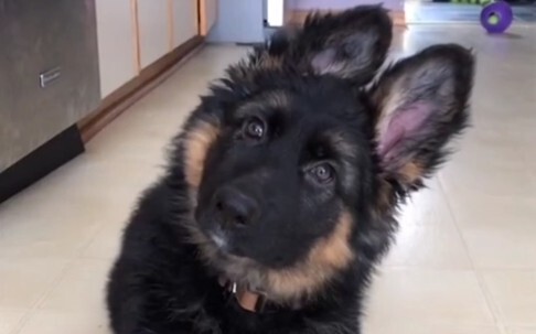 German Shepherd Rabbit Ears