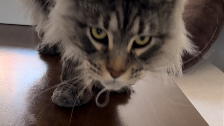 What’s your obsession with his fur?