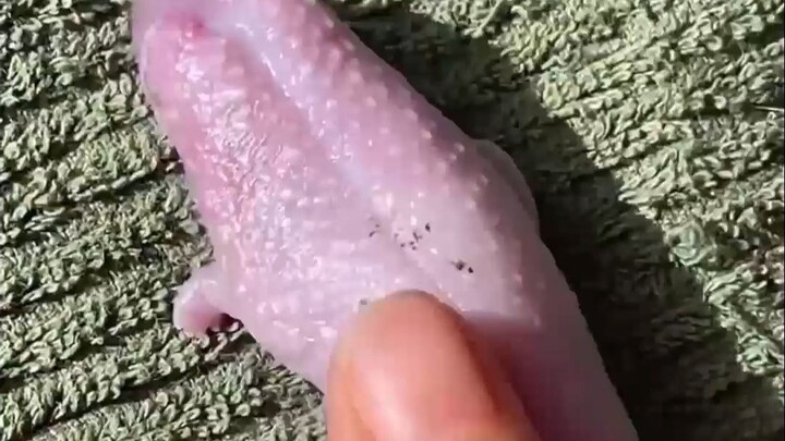 Apa rasanya tinggal bersama "teman sekamar berduri"?