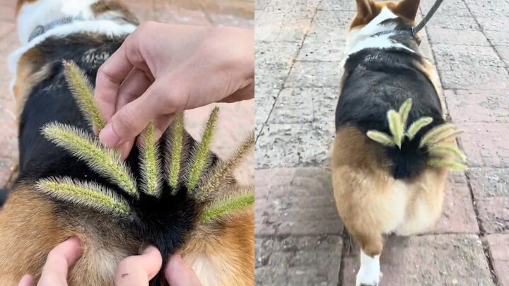 Truly a “dogtail grass”! Its owner made a tail out of dogtail grass for the dog, and the dog even we