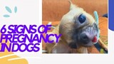 Early Signs Of Dog Pregnancy | SUPER MARCOS VLOGS