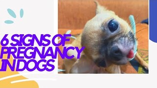 Early Signs Of Dog Pregnancy | SUPER MARCOS VLOGS