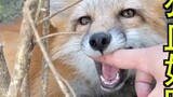 The fox is covered in fur, how do mosquitoes suck the blood? ! !