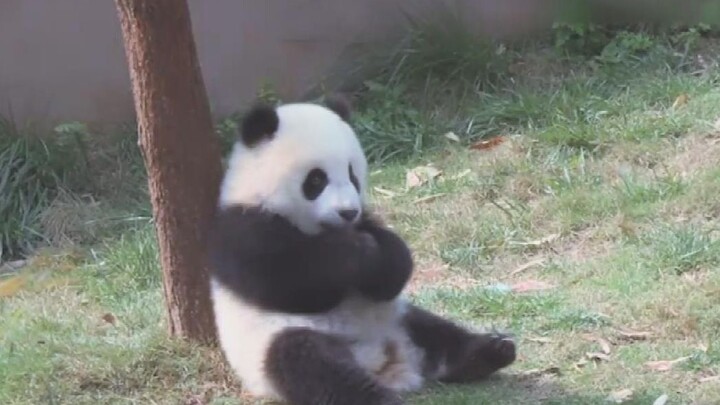 Animal|Lovely Giant Panda