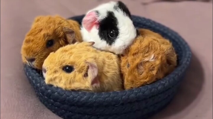 感觉它们就像背后装了电池一样？