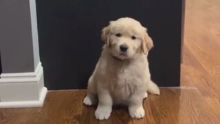 狗狗的“重拍老照片”挑战！