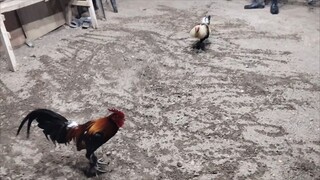 NBJJ4 Talisayon vs NBJJ4 Tornado Hatch both Broodcock