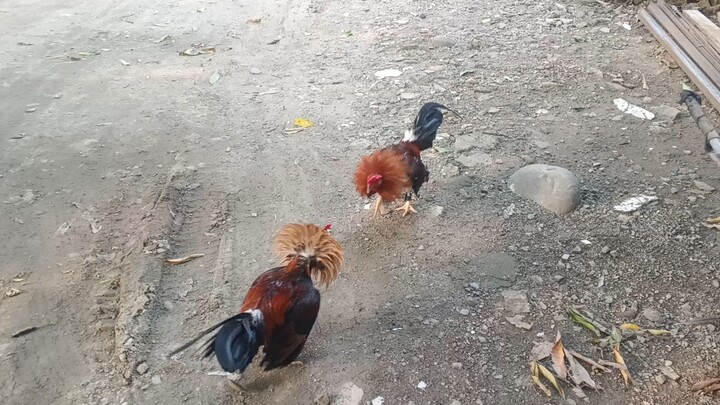 unang bitaw