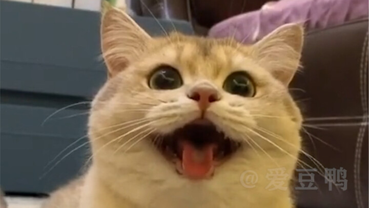 แมว: พวกเราล้วนแต่เรียนสูงกันทั้งนั้น! #แมว