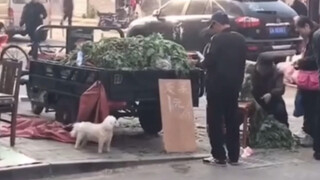 Saya tertawa terbahak-bahak melihat pedagang kaki lima ini hahahahahahaha!