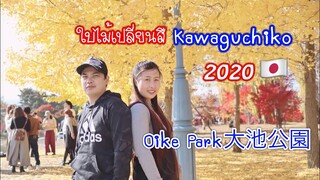 เที่ยวญี่ปุ่น |ใบไม้เปลี่ยนสี2020 ใบแปะก๊วยเปลี่ยนสีเหลืองอร่ามเต็มต้น Oike Park大池公園 Fujikawaguchiko