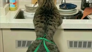 Raise a cat for a while, use a cat...