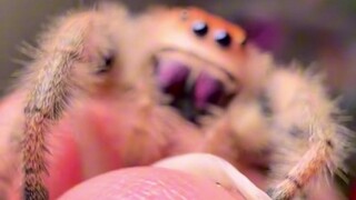 Breaking the cognition of spiders