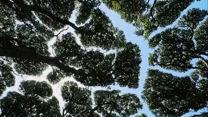 Padahal tetangga, pohon-pohon ini malah pura-pura tidak kenal, saling menjaga batas yang jelas!
