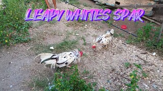 Spar ng Leapy Whites