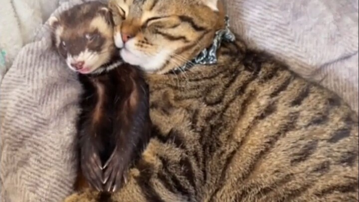 The ferret is actually a pretty dumb one.