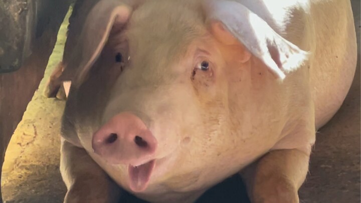 It’s the fat boy I raised. He’s so cute.