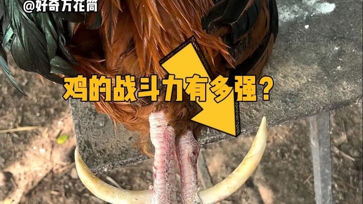 Seberapa kuat daya tempur ayam? #SainsPopuler #Ayam #HewanAjaib #TambahPengetahuan