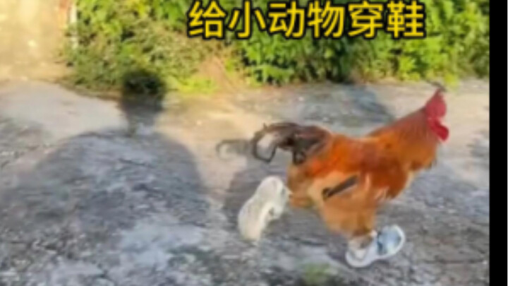 จะเป็นยังไงถ้าให้เจ้าสัตว์ตัวน้อยใส่รองเท้าล่ะ?