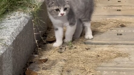 من يفهم هالشعور؟ بس أتمنى أسرقها وأخدها للبيت! #قطة بدت من أول نظرة بلا أي مكر #سلوكيات القطط المحير