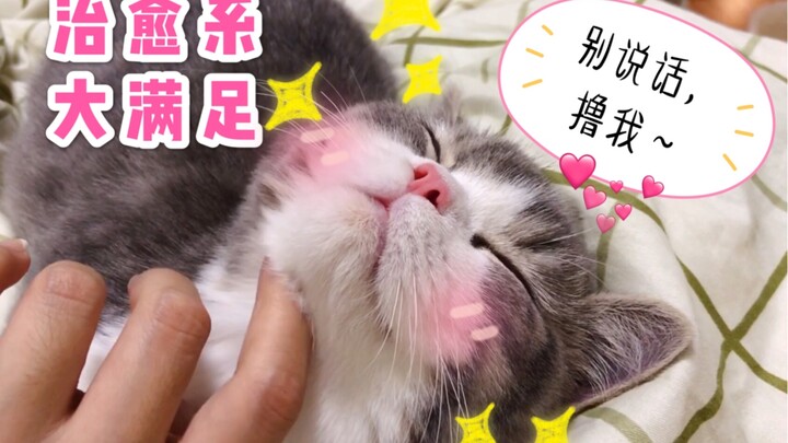 【布塔日记】猫：我都主动撒娇了，你还不快来撸我？_治愈系布布笑颜_2P无BGM，呼噜声大满足