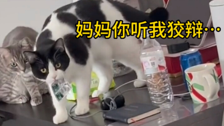 Mèo con: Mèo mèo này, lại chuẩn bị bị dạy dỗ rồi!