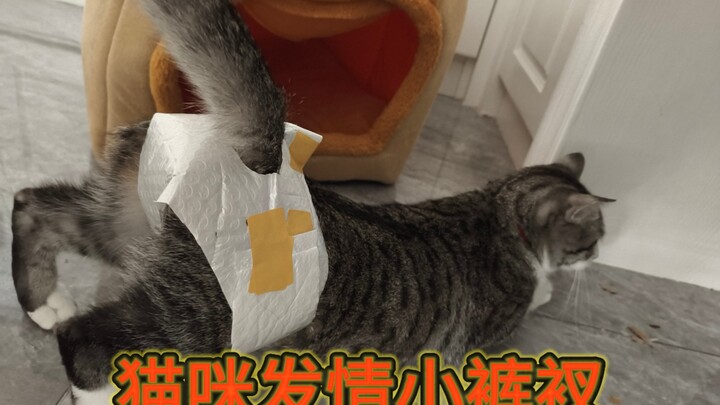 กางเกงในสำหรับแมวตอนเป็นสัด