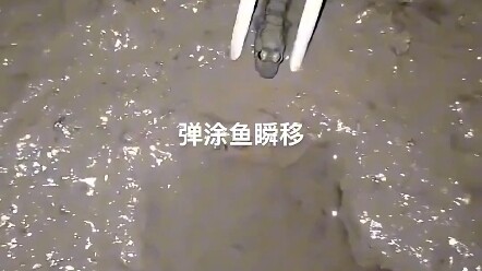 Có phải là thế hệ thứ tư không?