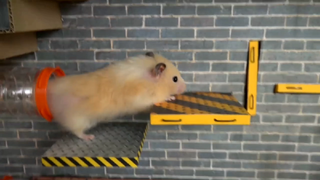 ภารกิจของหนูแฮมสเตอร์ EP 120