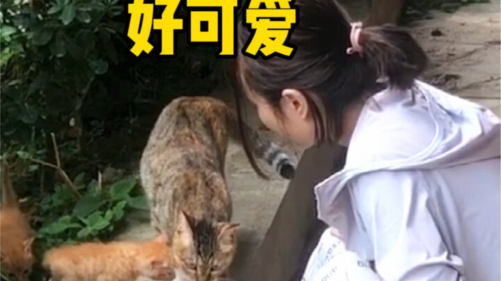 Có ai đó, có người trộm mèo rồi!