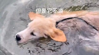 Nghe nói chó Golden bẩm sinh đã biết bơi