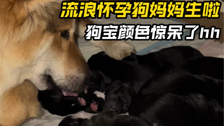 Chú chó mẹ hoang kia, sau khi được mang về nhà một tuần thì cuối cùng đã sinh rồi!